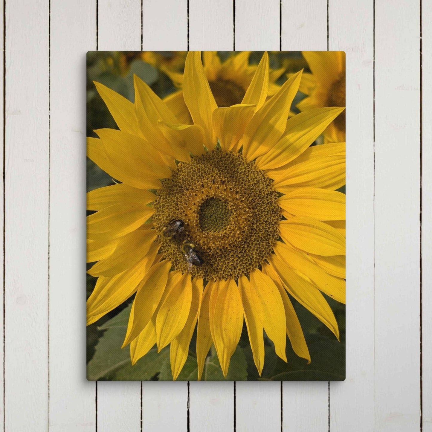 Single Sunflower on Canvas