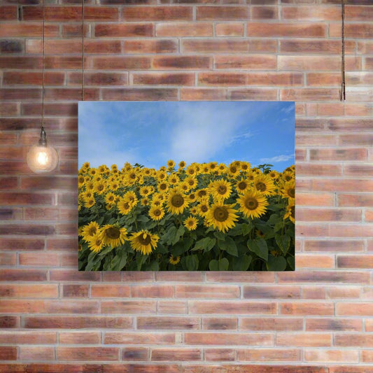 Sunflower Field on Metal